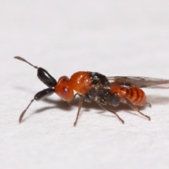 Aeschylia sp. (genus) (A parasitic wasp) at Evatt, ACT - 6 Dec 2015 by TimL