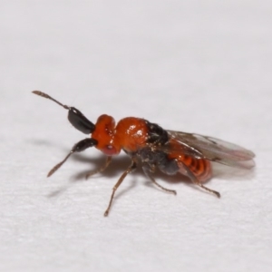 Aeschylia sp. (genus) at Evatt, ACT - 6 Dec 2015