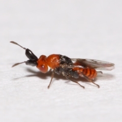 Aeschylia sp. (genus) at Evatt, ACT - 6 Dec 2015