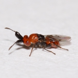 Aeschylia sp. (genus) at Evatt, ACT - 6 Dec 2015