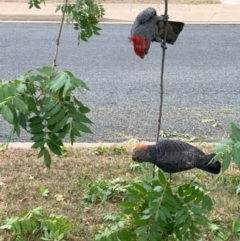 Callocephalon fimbriatum (Gang-gang Cockatoo) at Deakin, ACT - 6 Feb 2020 by JackyF