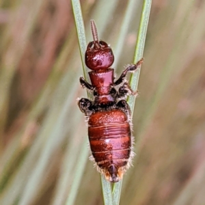 Tiphiidae (family) at Acton, ACT - 12 Feb 2020