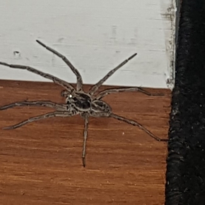 Lycosidae (family) (Wolf spider) at Pointer Mountain, NSW - 11 Feb 2020 by Harrisi
