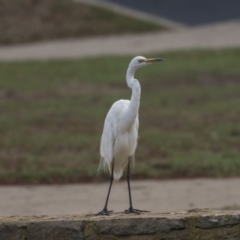 Ardea alba (Great Egret) at Canberra, ACT - 11 Feb 2020 by Alison Milton