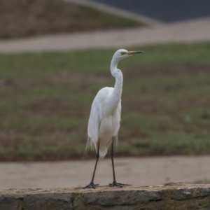 Ardea alba at Canberra, ACT - 12 Feb 2020 09:00 AM