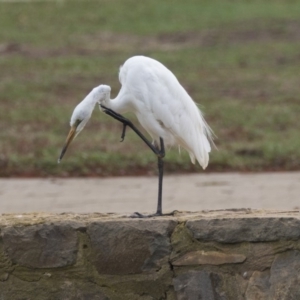 Ardea alba at Canberra, ACT - 12 Feb 2020