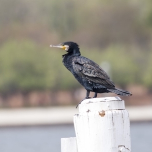 Phalacrocorax carbo at Parkes, ACT - 12 Feb 2020 09:27 AM