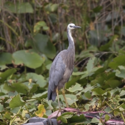 Egretta novaehollandiae (White-faced Heron) at Mount Ainslie to Black Mountain - 12 Feb 2020 by AlisonMilton