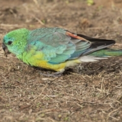Psephotus haematonotus (Red-rumped Parrot) at Mount Ainslie to Black Mountain - 12 Feb 2020 by AlisonMilton