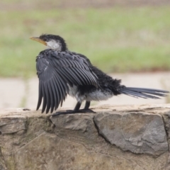 Microcarbo melanoleucos at Canberra, ACT - 12 Feb 2020