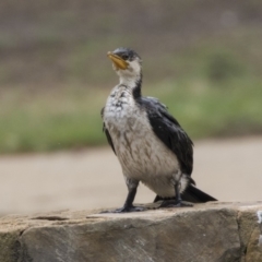 Microcarbo melanoleucos at Canberra, ACT - 12 Feb 2020