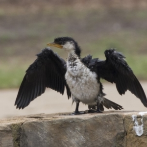 Microcarbo melanoleucos at Canberra, ACT - 12 Feb 2020