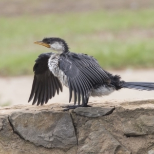 Microcarbo melanoleucos at Canberra, ACT - 12 Feb 2020