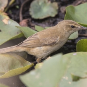 Acrocephalus australis at Parkes, ACT - 12 Feb 2020