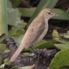 Acrocephalus australis at Parkes, ACT - 12 Feb 2020