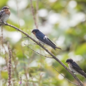 Hirundo neoxena at Canberra, ACT - 12 Feb 2020