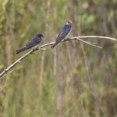 Hirundo neoxena at Canberra, ACT - 12 Feb 2020