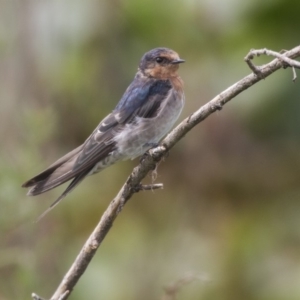 Hirundo neoxena at Canberra, ACT - 12 Feb 2020