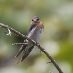 Hirundo neoxena at Canberra, ACT - 12 Feb 2020