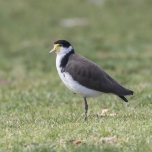 Vanellus miles at Hawker, ACT - 10 Feb 2020