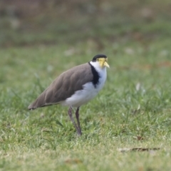 Vanellus miles at Hawker, ACT - 10 Feb 2020