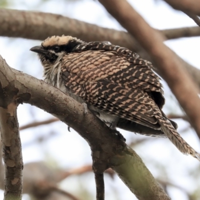 Eudynamys orientalis (Pacific Koel) at Higgins, ACT - 5 Feb 2020 by AlisonMilton