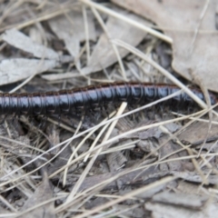 Diplopoda (class) (Unidentified millipede) at Kosciuszko National Park - 21 Oct 2017 by AlisonMilton