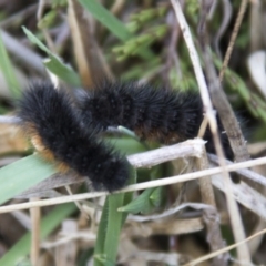 Phaos aglaophara (Alpine Tiger Moth) at Kosciuszko National Park, NSW - 21 Oct 2017 by AlisonMilton