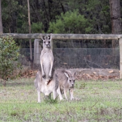 Macropus giganteus (Eastern Grey Kangaroo) at Penrose, NSW - 11 Feb 2020 by Aussiegall