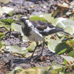 Grallina cyanoleuca at Parkes, ACT - 3 Feb 2020