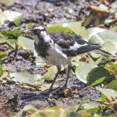 Grallina cyanoleuca (Magpie-lark) at Parkes, ACT - 3 Feb 2020 by Alison Milton