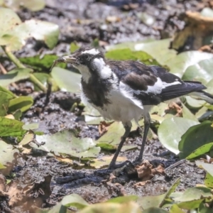 Grallina cyanoleuca at Parkes, ACT - 3 Feb 2020