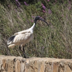 Threskiornis molucca (Australian White Ibis) at Commonwealth & Kings Parks - 3 Feb 2020 by Alison Milton