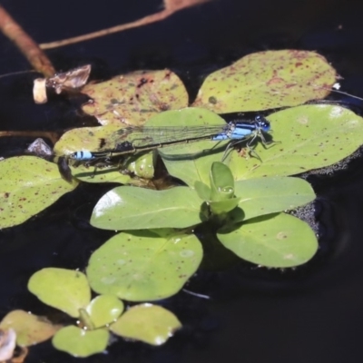 Ischnura heterosticta (Common Bluetail Damselfly) at Commonwealth & Kings Parks - 3 Feb 2020 by AlisonMilton