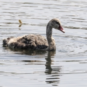 Cygnus atratus at Gungahlin, ACT - 5 Feb 2020