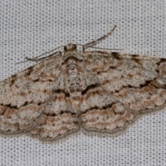 Didymoctenia exsuperata (Thick-lined Bark Moth) at Paddys River, ACT - 18 May 2018 by Thommo17