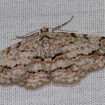 Didymoctenia exsuperata (Thick-lined Bark Moth) at Paddys River, ACT - 18 May 2018 by Thommo17