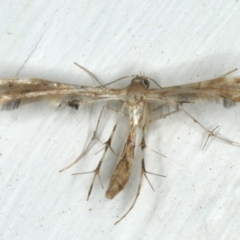 Sphenarches anisodactylus (Geranium Plume Moth) at Ainslie, ACT - 12 Feb 2020 by jb2602