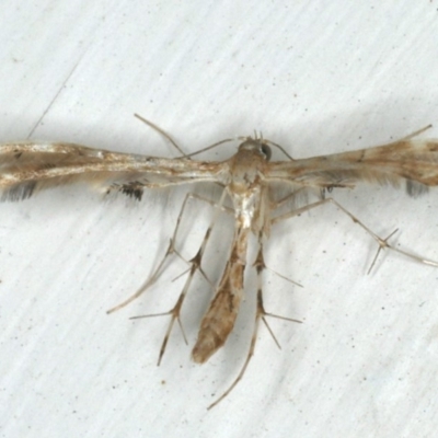 Sphenarches anisodactylus (Geranium Plume Moth) at Ainslie, ACT - 12 Feb 2020 by jbromilow50