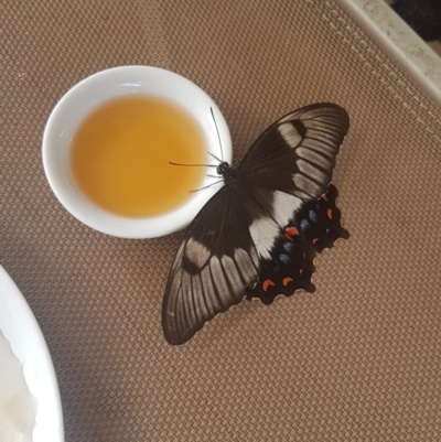 Papilio aegeus (Orchard Swallowtail, Large Citrus Butterfly) at Manyana, NSW - 26 Jan 2020 by JulieL