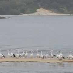 Pelecanus conspicillatus (Australian Pelican) at Cunjurong Point, NSW - 10 Feb 2020 by JulieL