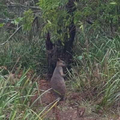 Wallabia bicolor (Swamp Wallaby) at - 10 Feb 2020 by JulieL