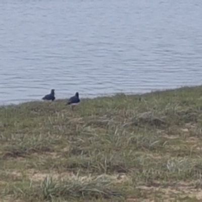 Haematopus longirostris (Australian Pied Oystercatcher) at Lake Conjola, NSW - 11 Feb 2020 by JulieL