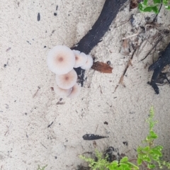 Coprinellus etc. (An Inkcap) at Cunjurong Point, NSW - 12 Feb 2020 by JulieL