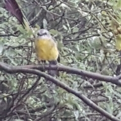 Eopsaltria australis (Eastern Yellow Robin) at Manyana, NSW - 13 Feb 2020 by JulieL