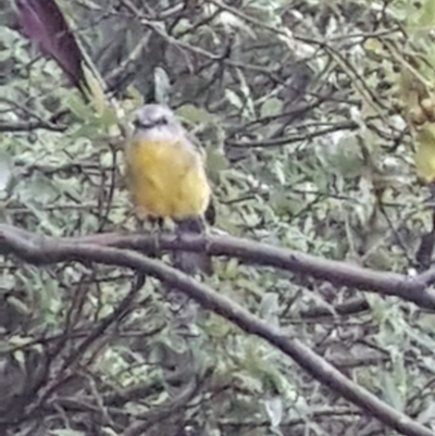 Eopsaltria australis (Eastern Yellow Robin) at Manyana, NSW - 13 Feb 2020 by JulieL