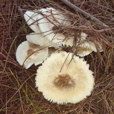 Agarics gilled fungi at Ulladulla, NSW - 13 Feb 2020 by Mooldath