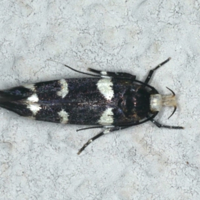 Limnaecia chionospila (Cosmopterigid) at Ainslie, ACT - 12 Feb 2020 by jbromilow50