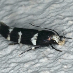 Limnaecia chionospila at Ainslie, ACT - 12 Feb 2020