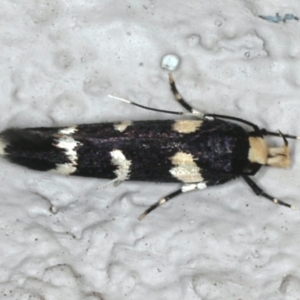 Limnaecia chionospila at Ainslie, ACT - 12 Feb 2020